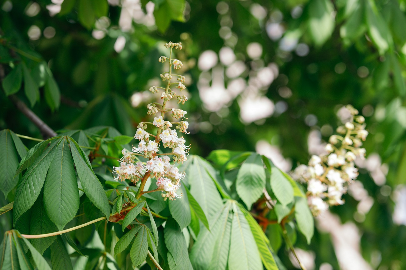 Куди піти в Києві: топ безкоштовних локацій для весняного вікенду